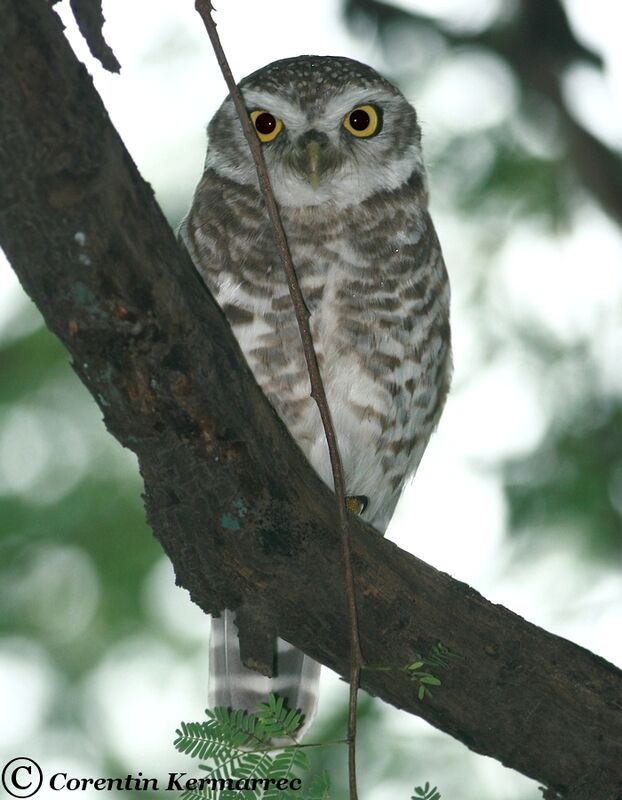 Spotted Owletadult breeding