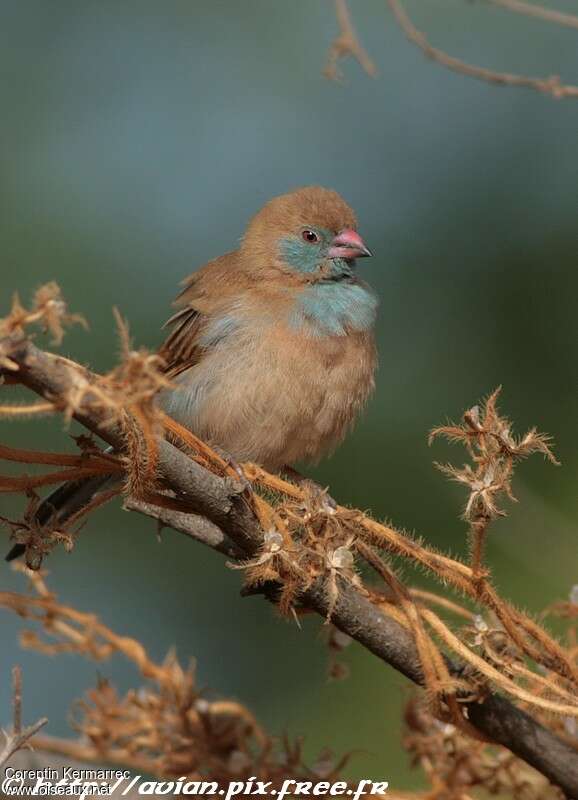 Red-cheeked Cordon-bleu female adult transition, identification