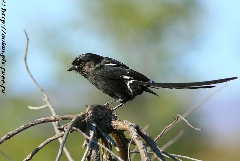 Magpie Shrikeadult post breeding, identification