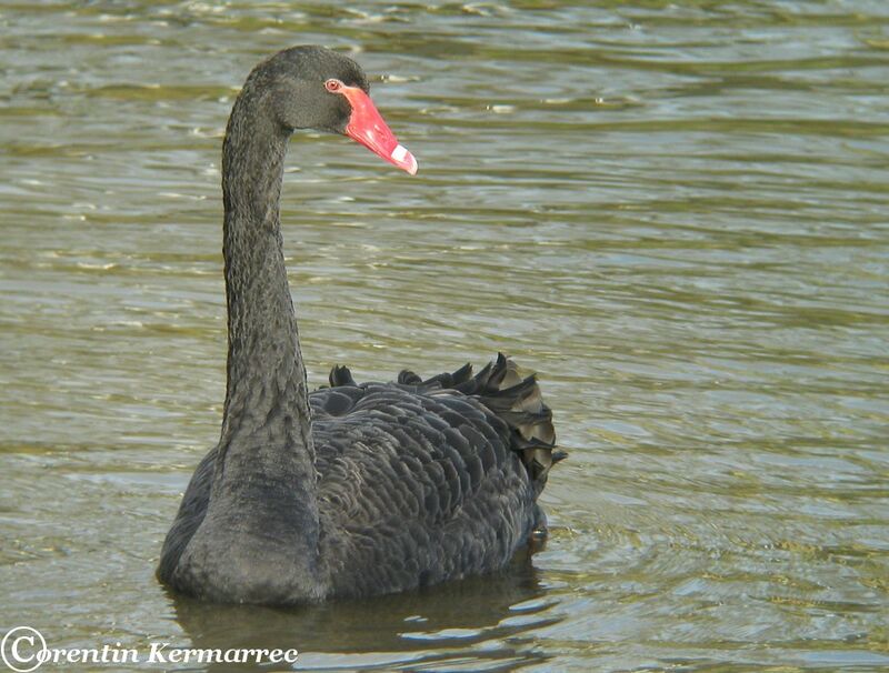 Black Swan female adult post breeding