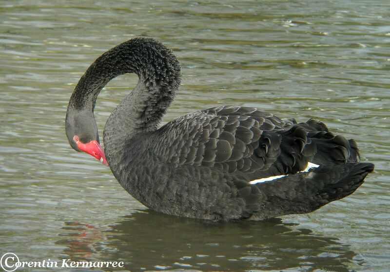 Black Swan female adult post breeding