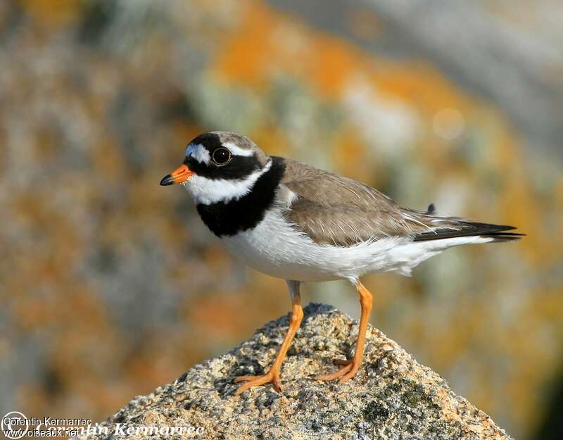 Common Ringed Plover male adult breeding, close-up portrait