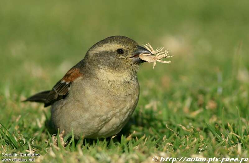 Cape Sparrow female adult, feeding habits