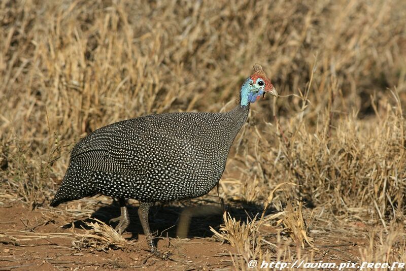 Helmeted Guineafowl male adult