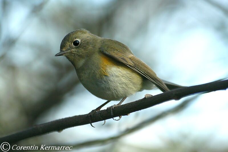 Red-flanked Bluetail male